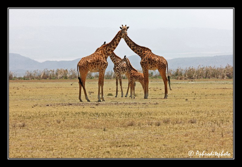 04 Safari Kenya